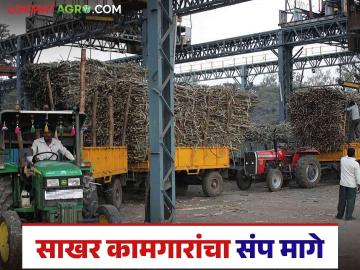 Sakhar Kamgar Strike : राज्य साखर कारखाना कामगारांचा संप स्थगित; काय निघाला तोडगा - Marathi News | Sakhar Kamgar Strike : State sugar factory workers strike stopped; What was the solution? | Latest News at Lokmat.com