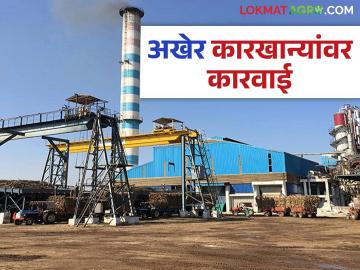राज्यातील या १५ साखर कारखान्यांवर आरआरसीनुसार कारवाईचे आदेश; साखर विकून पैसे देणार? - Marathi News | Action ordered against these 15 sugar factories in the state as per RRC; Will they sell sugar and pay? | Latest News at Lokmat.com
