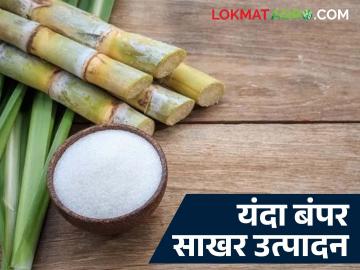 Sakhar Utpadan : राज्यात १४ लाख हेक्टरवर उसाची लागवड; यंदा साखरेचे बंपर उत्पादन होणार Sakhar Utpadan : राज्यात १४ लाख हेक्टरवर उसाची लागवड; यंदा साखरेचे बंपर उत्पादन होणार