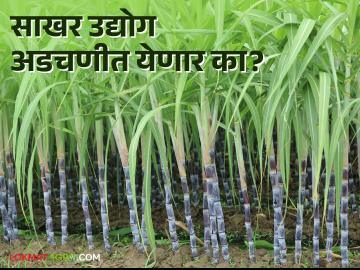 Sugar Factory : आगामी गळीत हंगामापूर्वी साखरेच्या 'एमएसपी'त होणार का वाढ; विस्मा'ने काय केली मागणी ? वाचा सविस्तर - Marathi News | Sugar Factory: Why there will be an increase in MSP of sugar before the upcoming fall season; What did Wisma demand? Read in detail | Latest News at Lokmat.com