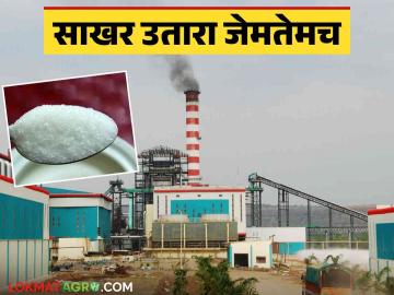 Sugarcane Crushing : सांगली जिल्ह्यात १६ कारखान्यांकडून किती टन उसाचे गाळप; वाचा सविस्तर - Marathi News | Sugarcane Crushing : How many tonnes of sugarcane crushed by 16 factories in Sangli district; Read in detail | Latest News at Lokmat.com