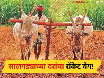 Salgadi : सालगड्याच्या दरांचा रॉकेट वेग; ७ वर्षांत तिप्पट वाढ - Marathi News | latest news Salgadi: Salgadi prices rocket; tripled in 7 years | Latest News at Lokmat.com