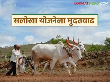 शेत जमिनीचे वाद निकालात काढणाऱ्या 'या' योजनेची मुदत वाढली, मुद्रांक शुल्क विभागाचा निर्णय - Marathi News | Latest News salokha yojana deadline for the reconciliation scheme to resolve land exchange, possession and occupancy issues has been extended | Latest News at Lokmat.com