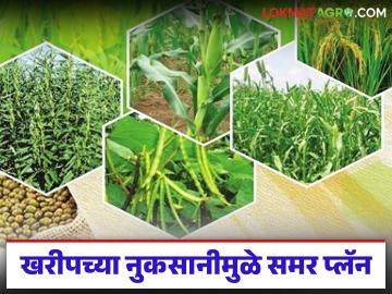 अतिवृष्टी सोयाबीन, मूग आणि उडदाच्या मुळावर, शेतकऱ्यांनी शोधला नवा पर्याय, वाचा सविस्तर - Marathi News | Latest News Heavy rains affect soybean, moong and urad dal, farmers find new alternative crops, read in detail | Latest farming-ideas News at Lokmat.com