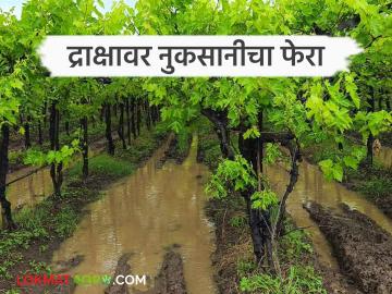 Draksh Sheti : अवकाळीने द्राक्ष बागांना ४ वर्षांत दिला ९ हजार कोटींचा फटका - Marathi News | Draksh Sheti : Unseasonal rain has hit grape crop worth 9 thousand crores in 4 years | Latest News at Lokmat.com