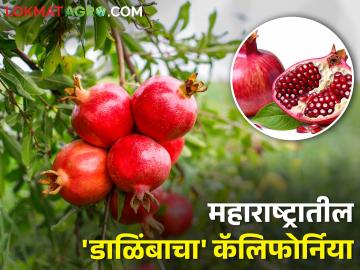 कुसळ उगवणाऱ्या जागी डाळिंबाच्या बागा; छपराच्या झाल्या माड्या अन् त्यापुढं उभ्या अलिशान गाड्या - Marathi News | magic through pomegranate growing in dryland area; At the place of the old house, there were luxury bungalows cars parked in front of them | Latest News at Lokmat.com