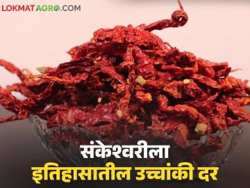 संकेश्वरी मिरचीला उच्चांकी दर अन् शेतकऱ्याने चक्क वाटले पेढे; वाचा प्रतिकिलो काय मिळाला दर?