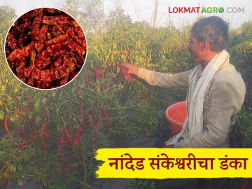 Sankeshwari Mirchi : नांदेडच्या शेतकऱ्यांनी लावली संकेश्वरी मिरची; घेतले एकरी ८ क्विंटल उत्पादन - Marathi News | Sankeshwari Mirchi : Nanded farmers planted Sankeshwari chilli; got 8 quintals of production per acre | Latest News at Lokmat.com