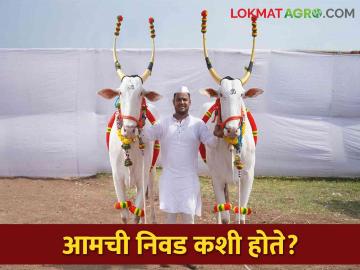 Pandharpur Wari पालखी सोहळ्यासाठी बैलजोडीची निवड कशी केली जाते? - Marathi News | Pandharpur Wari: How are the bullocks selected for the palakhi sohala? | Latest News at Lokmat.com