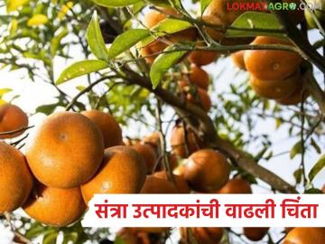 Orange Farming Problem : संत्रा बागांवर संकट; फूलगळ-फळगळ वाढली; आंबिया बहार धोक्यात वाचा सविस्तर - Marathi News | latest news Orange Farming Problem: Crisis in orange orchards; Flowering and fruiting increased; Ambia Bahar in danger Read in detail | Latest News at Lokmat.com Orange Farming Problem : संत्रा बागांवर संकट; फूलगळ-फळगळ वाढली; आंबिया बहार धोक्यात वाचा सविस्तर - Marathi News | latest news Orange Farming Problem: Crisis in orange orchards; Flowering and fruiting increased; Ambia Bahar in danger Read in detail | Latest News at Lokmat.com