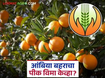 Ambiya Bahar Crop Insurance : २०२४ आंबिया बहर पीक विमा; विमा परताव्यात विलंब वाचा सविस्तर - Marathi News | latest news Ambiya Bahar Crop Insurance: 2024 Ambiya Bahar Crop Insurance; Delay in insurance refunds Read in detail | Latest News at Lokmat.com