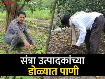 Agriculture News : संत्रा बागांमध्ये फळगळ वाढली, मुसळधार पावसाचा फटका, शेतकरी चिंतेत - Marathi News | Latest news Agriculture News Fruit drop increased in orange orchards, hit by heavy rain | Latest News at Lokmat.com Agriculture News : संत्रा बागांमध्ये फळगळ वाढली, मुसळधार पावसाचा फटका, शेतकरी चिंतेत - Marathi News | Latest news Agriculture News Fruit drop increased in orange orchards, hit by heavy rain | Latest News at Lokmat.com