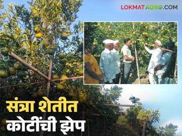 शेतकऱ्याचा नाद नाय करायचा! अहिल्यानगरच्या शेतकऱ्यांनी फुलवली दीड कोटी उत्पन्नाची संत्रा शेती - Marathi News | Farmers voices should be silenced! Farmers of Ahilyanagar have flourished orange farming with an income of 1.5 crore | Latest News at Lokmat.com