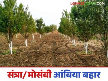 संत्रा/मोसंबी पिकांसाठी भारी जमिनीत आंबिया बहार घेण्यासाठी काय करावे? वाचा सविस्तर - Marathi News | What should be done to get Ambia Bahar in heavy soil for orange/citrus crops? Read in detail | Latest News at Lokmat.com