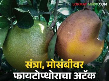 Crop Management : फळावर चट्टे, पाने पिवळी पडलीत, संत्रा, मोसंबीवर फायटोप्थोराचा अटॅक, असे करा व्यवस्थापन  - Marathi News | Latest News How to manage Phytophthora disease on Orange, Mosambi, read in detail | Latest News at Lokmat.com