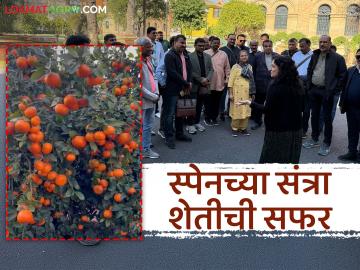 Valencia Orange Farming : हेक्टरी 70 टन उत्पादन, महाराष्ट्रातील शेतकऱ्यांना व्हॅलेन्सियातील संत्रा शेतीची भुरळ  - Marathi News | Latest News Agriculture News farmers in Maharashtra are attracted to orange farming in Valencia spain | Latest News at Lokmat.com