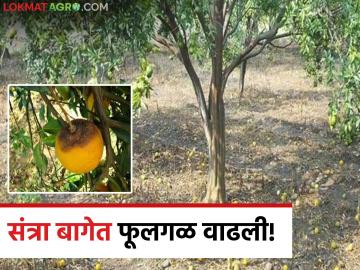 Citrus Fruit Management : शेतकऱ्यांनो सावधान! 'या' चुका केल्यास संत्रा बागेत मोठं नुकसान वाचा सविस्तर - Marathi News | latest news Citrus Fruit Management: Farmers beware! Making these mistakes can cause huge losses in the orange grove. Read in detail | Latest News at Lokmat.com