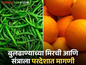 Green Chili and Orange Export : मिरचीचे देठ लवकर सुकत नसल्याने आखाती देशात मागणी - Marathi News | Green Chili and Orange Export : Demand in Gulf countries as chili stalks do not dry quickly | Latest News at Lokmat.com Green Chili and Orange Export : मिरचीचे देठ लवकर सुकत नसल्याने आखाती देशात मागणी - Marathi News | Green Chili and Orange Export : Demand in Gulf countries as chili stalks do not dry quickly | Latest News at Lokmat.com