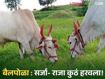 Bail Pola : बैलपोळा : सर्जा-राजाची रुबाबदार जोडी 'गावकी'तून हरवली, वाचा सविस्तर  - Marathi News | Latest news Bail pola Reduction in use of bullocks in agricultural work read in detail  | Latest News at Lokmat.com