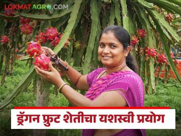 Dragon Fruit Farming : ड्रॅगन फ्रुट शेती अन् नर्सरीतुन वर्षाला एक कोटींचे उत्पन्न, वाचा सरला चव्हाण महिला शेतकऱ्याची यशोगाथा - Marathi News | Latest News Annual Income of One Crore from Dragon Fruit Farming and NurseryThe Success Story of Sarla Chavan | Latest News at Lokmat.com