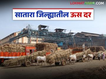 सातारा जिल्ह्यातील 'या' दहा साखर कारखान्यांचे ऊस दर जाहीर; कुणी कसा दिला दर? - Marathi News | Sugarcane prices of 'these' ten sugar factories in Satara district announced; How did they set the prices? | Latest News at Lokmat.com सातारा जिल्ह्यातील 'या' दहा साखर कारखान्यांचे ऊस दर जाहीर; कुणी कसा दिला दर? - Marathi News | Sugarcane prices of 'these' ten sugar factories in Satara district announced; How did they set the prices? | Latest News at Lokmat.com