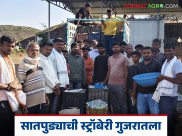 सातपुड्याची स्ट्रॉबेरी गुजरातला, शेताच्या बांधावर येऊन व्यापाऱ्यांची खरेदी, काय भाव मिळाला? - Marathi News | Latest news Two tons of strawberries from the Satpura region purchased by traders from Gujarat | Latest News at Lokmat.com