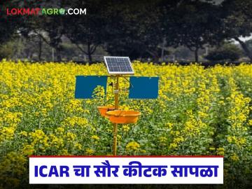 आयसीएआरचा सौर कीटक सापळा, काय आहेत या सोलर ट्रॅपची वैशिष्ट्ये, वाचा सविस्तर  - Marathi News | Latest news ICAR's solar insect trap, what are the features of this solar trap, read in detail | Latest smart-farming News at Lokmat.com