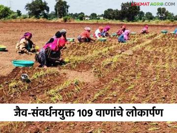 Agriculture News : भारतीय कृषी संशोधन संस्थेत 109 वाणांचे लोकार्पण, पीएम मोदी उपस्थित राहणार  - Marathi News | Latest news Agriculture News Inauguration of 109 varieties at Indian Agricultural Research Institute, PM Modi will be present  | Latest News at Lokmat.com