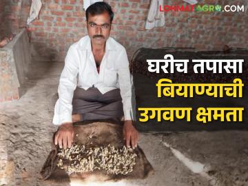 Seed Germination Test बियाणांची उगवणक्षमता तपासण्यासाठी गोणपाटाचा वापर का करतात? - Marathi News | How to check seed germination at home before sowing? | Latest News at Lokmat.com