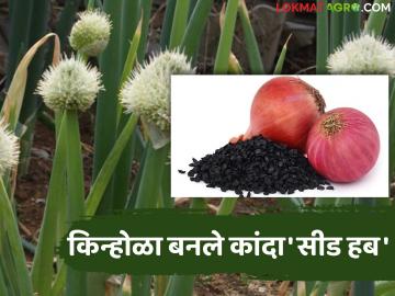 Onion Seed Hub :  कांदा बियाण्यामुळे वाढली आर्थिक उलाढाल; पाथरी तालुक्यातील 'हे' गाव चर्चेत वाचा सविस्तर - Marathi News | latest news Onion Seed Hub: Economic turnover increased due to onion seeds; 'This' village in Pathri taluka is in the news, read in detail | Latest News at Lokmat.com