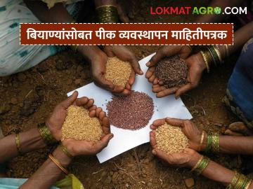 Agriculture News : बियाण्यांसाेबत मिळणार आता पीक व्यवस्थापन माहितीपत्रक, वाचा सविस्तर - Marathi News | Latest News Crop management brochure on seeds will now be available, read in detail | Latest News at Lokmat.com Agriculture News : बियाण्यांसाेबत मिळणार आता पीक व्यवस्थापन माहितीपत्रक, वाचा सविस्तर - Marathi News | Latest News Crop management brochure on seeds will now be available, read in detail | Latest News at Lokmat.com