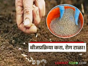 Seed Treatment : बीजप्रक्रिया करा, रोग टाळा; रब्बी पिकांसाठी तज्ज्ञांचा महत्वाचा सल्ला Seed Treatment : बीजप्रक्रिया करा, रोग टाळा; रब्बी पिकांसाठी तज्ज्ञांचा महत्वाचा सल्ला