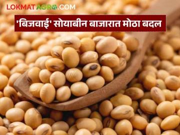 Soybean Market : सोयाबीनची आवक घटली; बाजार समितीवरील ताण हलका वाचा सविस्तर - Marathi News | latest news Soybean Market: Soybean arrivals decreased; Pressure on the market committee eased Read in detail | Latest News at Lokmat.com
