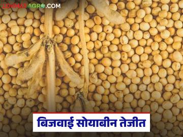Soybean Market : १३ दिवसांत बाजार बदलला; बिजवाई सोयाबीन दराने गाठला उच्चांक - Marathi News | latest news Soybean Market: The market changed in 13 days; Soybean seed prices reached an all-time high | Latest News at Lokmat.com