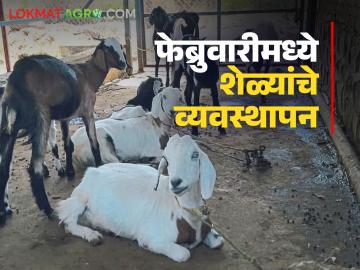Goat Farming Tips : सकाळची थंडी, दुपारचे कडक ऊन, फेब्रुवारीमध्ये शेळ्यांची काळजी कशी घ्याल? - Marathi News | Latest News Goat Farming Tips how do you take care of goats in February month | Latest News at Lokmat.com Goat Farming Tips : सकाळची थंडी, दुपारचे कडक ऊन, फेब्रुवारीमध्ये शेळ्यांची काळजी कशी घ्याल? - Marathi News | Latest News Goat Farming Tips how do you take care of goats in February month | Latest News at Lokmat.com