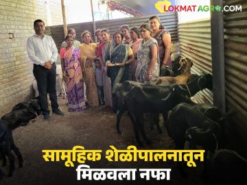 Goat Farming: सामूहिक शेळीपालनातून महिलांची आर्थिक स्वावलंबनाकडे झेप! - Marathi News | latest news Goat Farming: Women's leap towards economic independence through collective goat farming! | Latest News at Lokmat.com Goat Farming: सामूहिक शेळीपालनातून महिलांची आर्थिक स्वावलंबनाकडे झेप! - Marathi News | latest news Goat Farming: Women's leap towards economic independence through collective goat farming! | Latest News at Lokmat.com