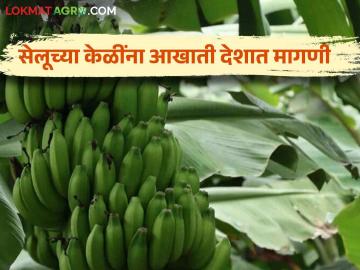 Banana Cultivation : केळी उत्पादक शेतकरी होतोय मालामाल! - Marathi News | Banana Cultivation: Banana farmers are getting rich! | Latest News at Lokmat.com Banana Cultivation : केळी उत्पादक शेतकरी होतोय मालामाल! - Marathi News | Banana Cultivation: Banana farmers are getting rich! | Latest News at Lokmat.com