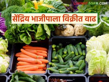 चांगले आरोग्य हवे आहे, मग सेंद्रिय भाजीपाल्याला द्या पसंती; कुठे मिळतोय हा भाजीपाला 