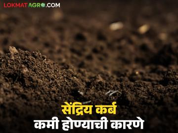 Organic Carbon : जमिनीतील सेंद्रिय कर्ब कशामुळे कमी होतो? काय आहेत कारणे? वाचा सविस्तर - Marathi News | Organic Carbon : What causes the reduction of organic carbon in the soil? What are the reasons? Read in detail | Latest News at Lokmat.com Organic Carbon : जमिनीतील सेंद्रिय कर्ब कशामुळे कमी होतो? काय आहेत कारणे? वाचा सविस्तर - Marathi News | Organic Carbon : What causes the reduction of organic carbon in the soil? What are the reasons? Read in detail | Latest News at Lokmat.com