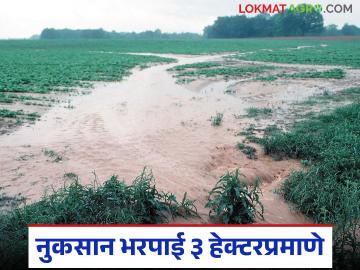 सप्टेंबर महिन्यातील पिक नुकसानभरपाईचा निकष बदलला; आता मिळणार वाढीव मदत - Marathi News | Crop compensation criteria for September changed; now you will get increased assistance | Latest News at Lokmat.com सप्टेंबर महिन्यातील पिक नुकसानभरपाईचा निकष बदलला; आता मिळणार वाढीव मदत - Marathi News | Crop compensation criteria for September changed; now you will get increased assistance | Latest News at Lokmat.com