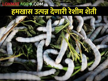 हमखास नफा मिळवून देणारा शेतीला पूरक रेशीम व्यवसाय कसा कराल? - Marathi News | How to start a profitable sericulture business complementary to agriculture? | Latest News at Lokmat.com