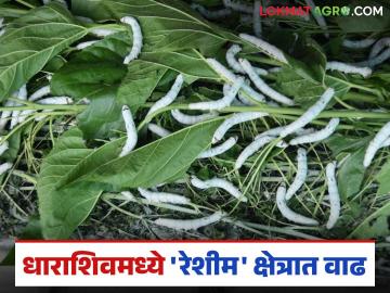 Sericulture Farming: धाराशिव जिल्ह्यात 'रेशीम'ची चकाकी वाढली; ६२३ मेट्रिक टनाचे उत्पन्न वाचा सविस्तर - Marathi News | Sericulture Farming: latest news The luster of 'silk' increased in Dharashiv district; Yield of 623 metric tons Read in detail | Latest News at Lokmat.com