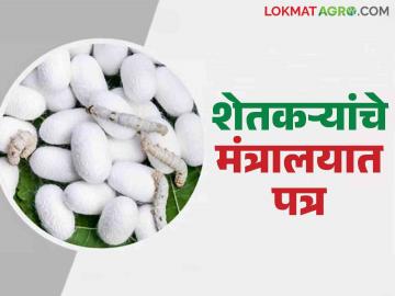 सोलापूरच्या शेतकऱ्यांनी रेशीम अनुदानासाठी थेट रोजगार हमी सचिवांकडेच मागितली दाद; काय आहे प्रकरण? - Marathi News | Solapur farmers directly sought approval from the EGS Secretary for silk subsidy; What is the matter? | Latest News at Lokmat.com