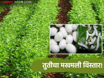 Sericulture Farming : रेशीम शेतीचा भन्नाट ट्रेंड; शेतकऱ्यांची कमाई 'इतकी' वाढली - Marathi News | latest news Sericulture Farming: The amazing trend of sericulture; Farmers' income has increased 'so much' | Latest News at Lokmat.com