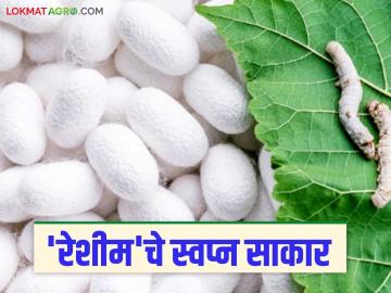 sericulture farming: मराठवाड्यात वर्षभरात ३१२५ टन रेशीमचे उत्पादनातून शेतकऱ्यांचे स्वप्न साकार वाचा सविस्तर - Marathi News | sericulture farming: latest news Farmers' dreams come true with 3125 tons of silk produced in Marathwada in a year Read in detail | Latest News at Lokmat.com