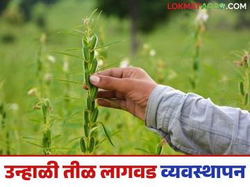 Til Lagvad : सुधारित तंत्रज्ञान वापरा, तिळाचे प्रति हेक्टरी 10 क्विंटल उत्पादन मिळवा, असे करा व्यवस्थापन - Marathi News | Latest News Til Lagvad Use improved technology, get 10 quintals of sesame production per hectare, do this management | Latest News at Lokmat.com Til Lagvad : सुधारित तंत्रज्ञान वापरा, तिळाचे प्रति हेक्टरी 10 क्विंटल उत्पादन मिळवा, असे करा व्यवस्थापन - Marathi News | Latest News Til Lagvad Use improved technology, get 10 quintals of sesame production per hectare, do this management | Latest News at Lokmat.com