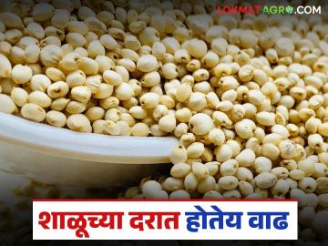 ज्वारीच्या उत्पादनात घट, दरात मात्र दुपटीने वाढ; वाचा शाळू ज्वारीला प्रतिक्विंटल काय दर? - Marathi News | Sorghum production declines, but prices double; Read: What is the price per quintal of sorghum? | Latest News at Lokmat.com
