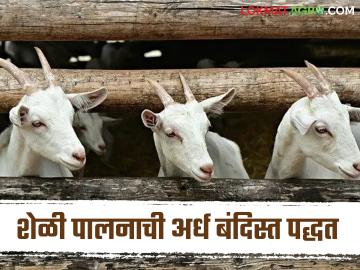 Goat Farming : शेळी पालनाची अर्ध बंदिस्त पद्धत फायद्याची की तोट्याची? वाचा सविस्तर  - Marathi News | Latest News Goat Farming Is semi-enclosed method of goat farming beneficial or detrimental Read in detail | Latest News at Lokmat.com