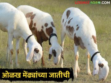 Sheep Farming मेंढीपालन करताय, लोकर व मांसाचे अधिक उत्पादन देणाऱ्या जाती कोणत्या? - Marathi News | Sheep farming? Which breed produces more wool and meat? | Latest News at Lokmat.com