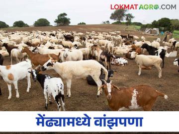 माडग्याळ जातीसाठी प्रसिद्ध असणाऱ्या जत तालुक्यात मेंढ्यांमध्ये वांझपणाचा धोका - Marathi News | Infertility risk among sheep in Jat taluka famous for Madgyal breed | Latest News at Lokmat.com